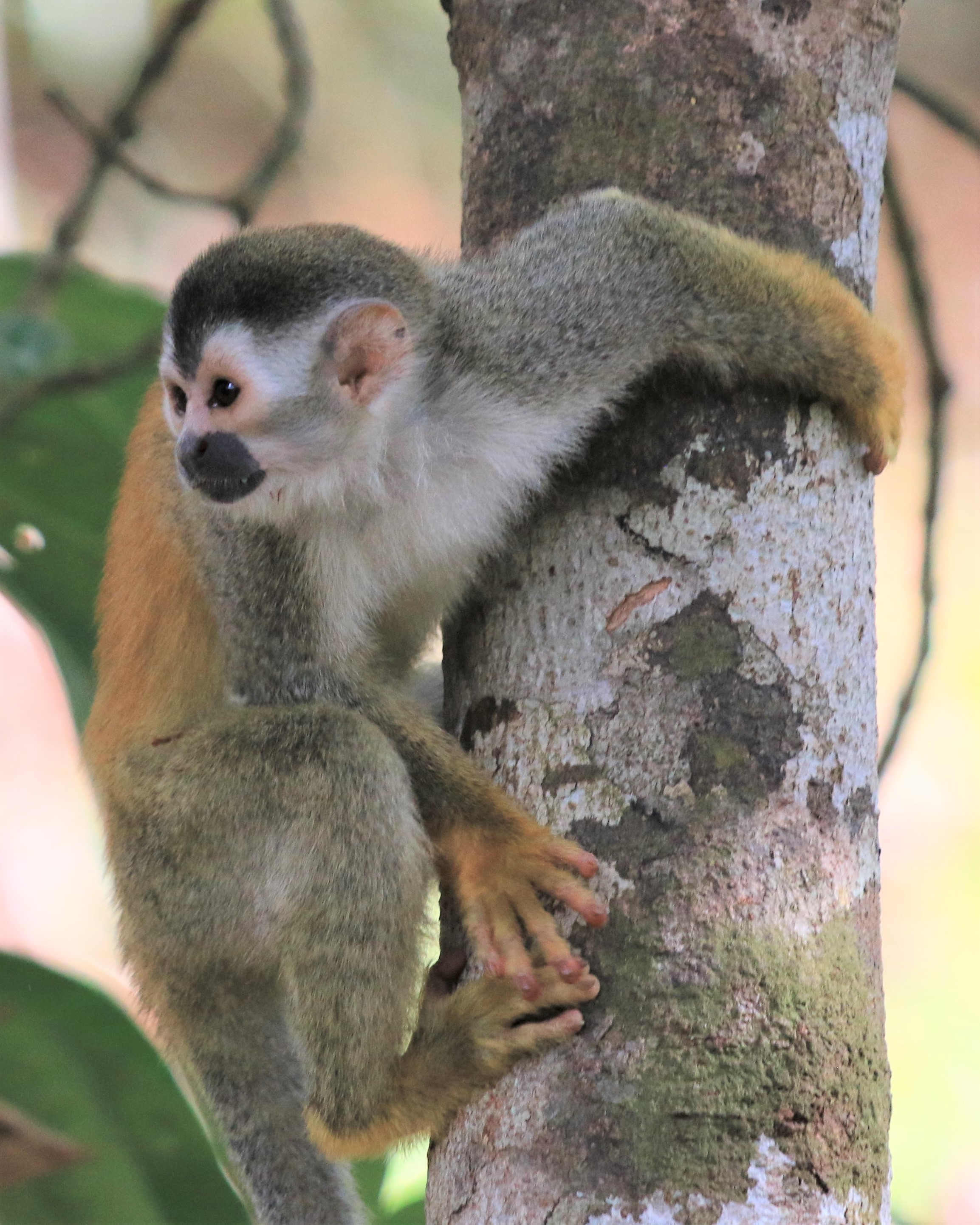 Costa Rica